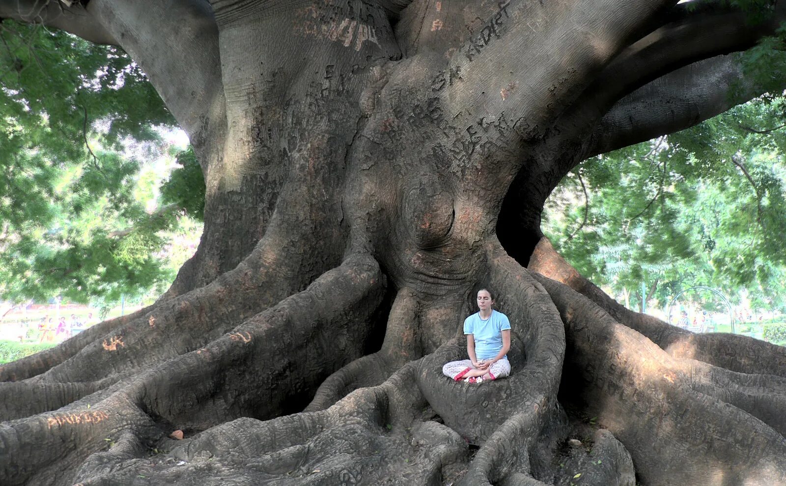 Медитация дерево. Могучее дерево. Медитация под деревом. Дерево силы.
