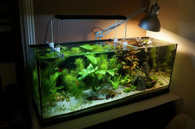 аквариум на земле юдаков. запуск аквариума с бактозимом видео. аквариум на земле. аквариумный грунт soil substrate. аквариумная земля.