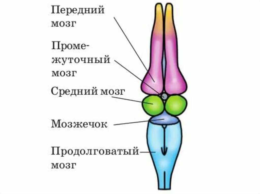 Отделы мозга ящерицы. Строение головного мозга пресмыкающихся. Строение головного мозга рептилий. Строение головного мозга ящерицы. Строение головного мозга примыкающмх.