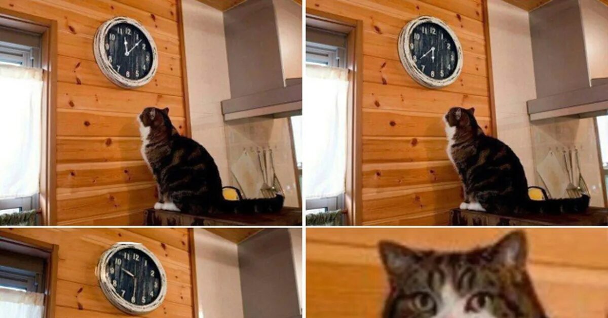 Котик Мем. Кот пора. Мем кот пора. Кот часы пора.