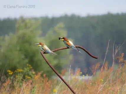 Птицы рязанской