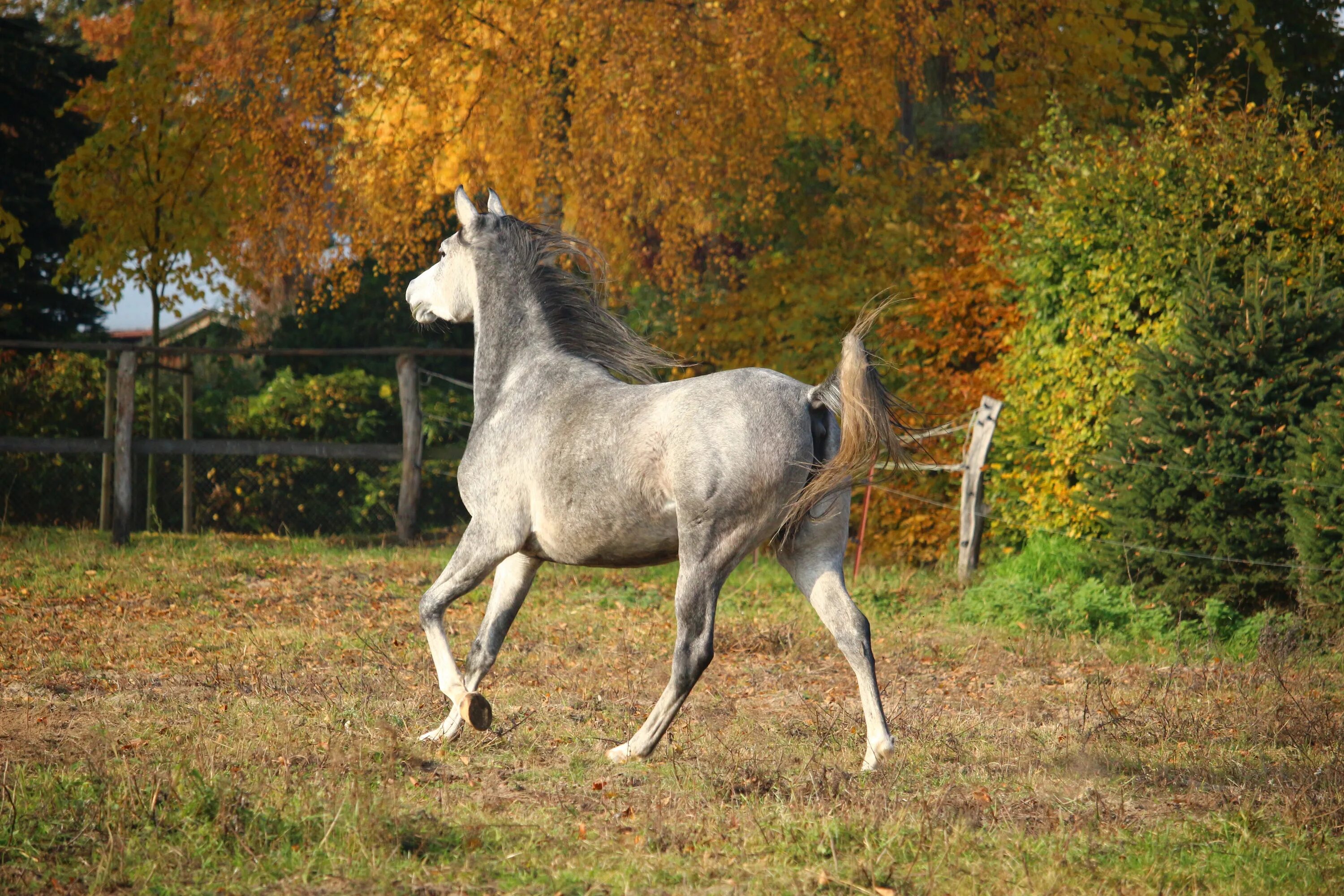 Сизая лошадь. Белая лошадь осенью. Лошадь осень. Белый конь осень.