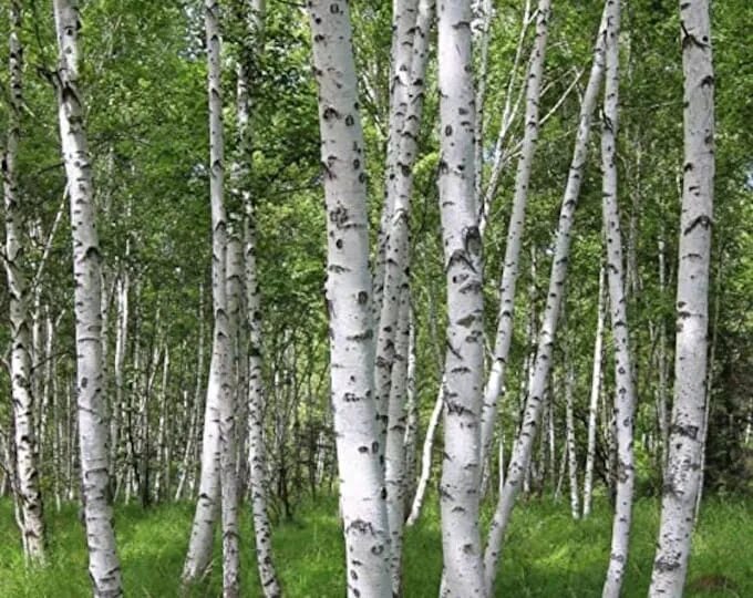 Отдушка/CandleScience White Birch/Аромамасла Белая береза, 100гр. - купить с дос