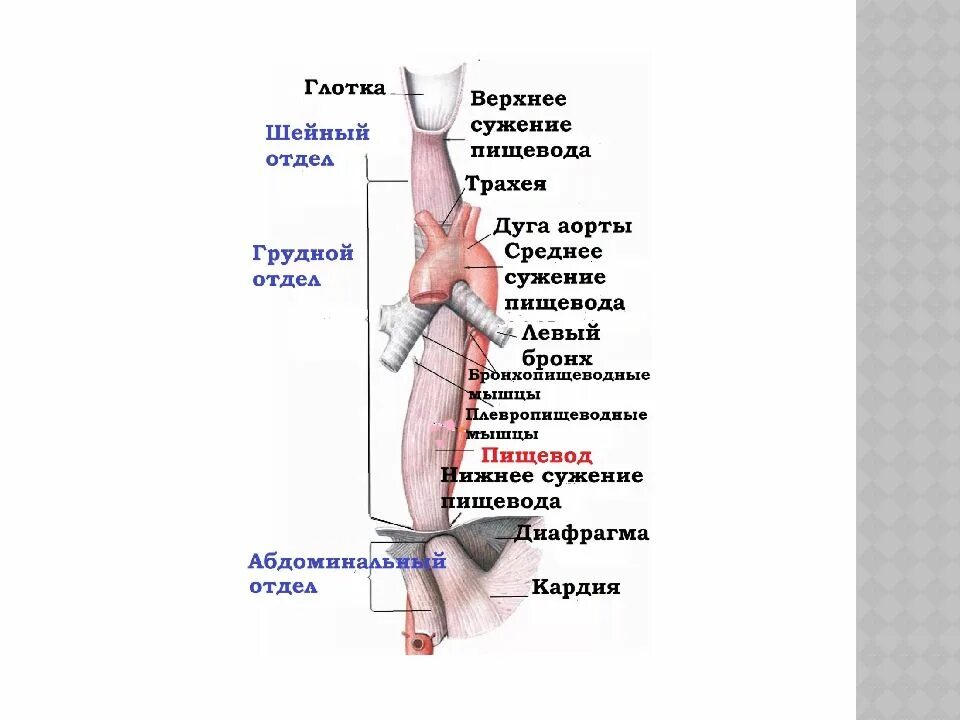 Нижней части пищевода. Пищевод части строение. Части пищевода анатомия. Сужения пищевода анатомия. Строение пищевода сужения.