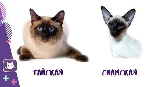 Чем отличаются таю