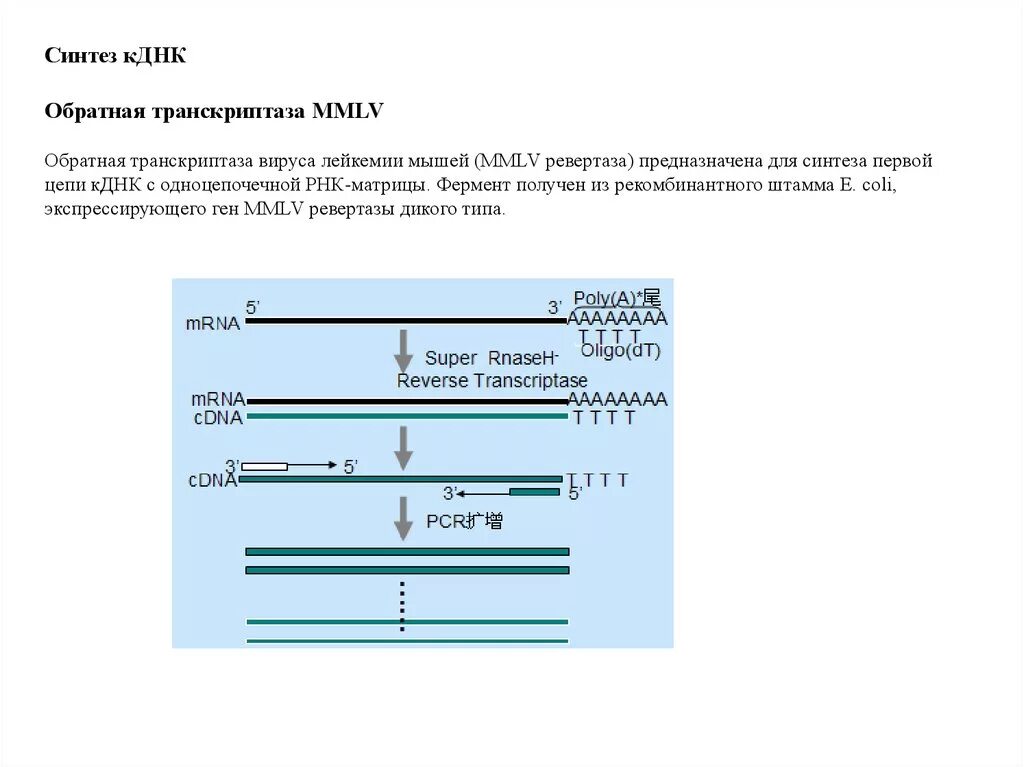 Синтез КДНК. Обратная транскриптаза вируса. ПЦР С обратной транскриптазой. Обратная транскриптаза полимеразная цепная реакция. Обратная транскриптаза