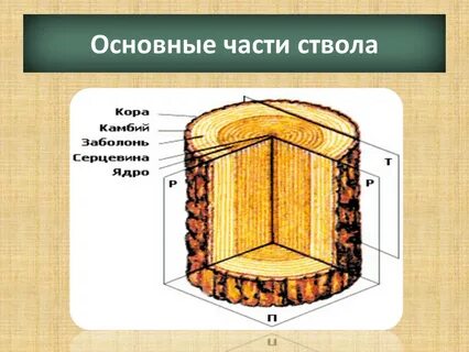 Древесина основная