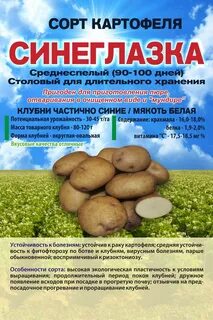Синеглазка описание сорта