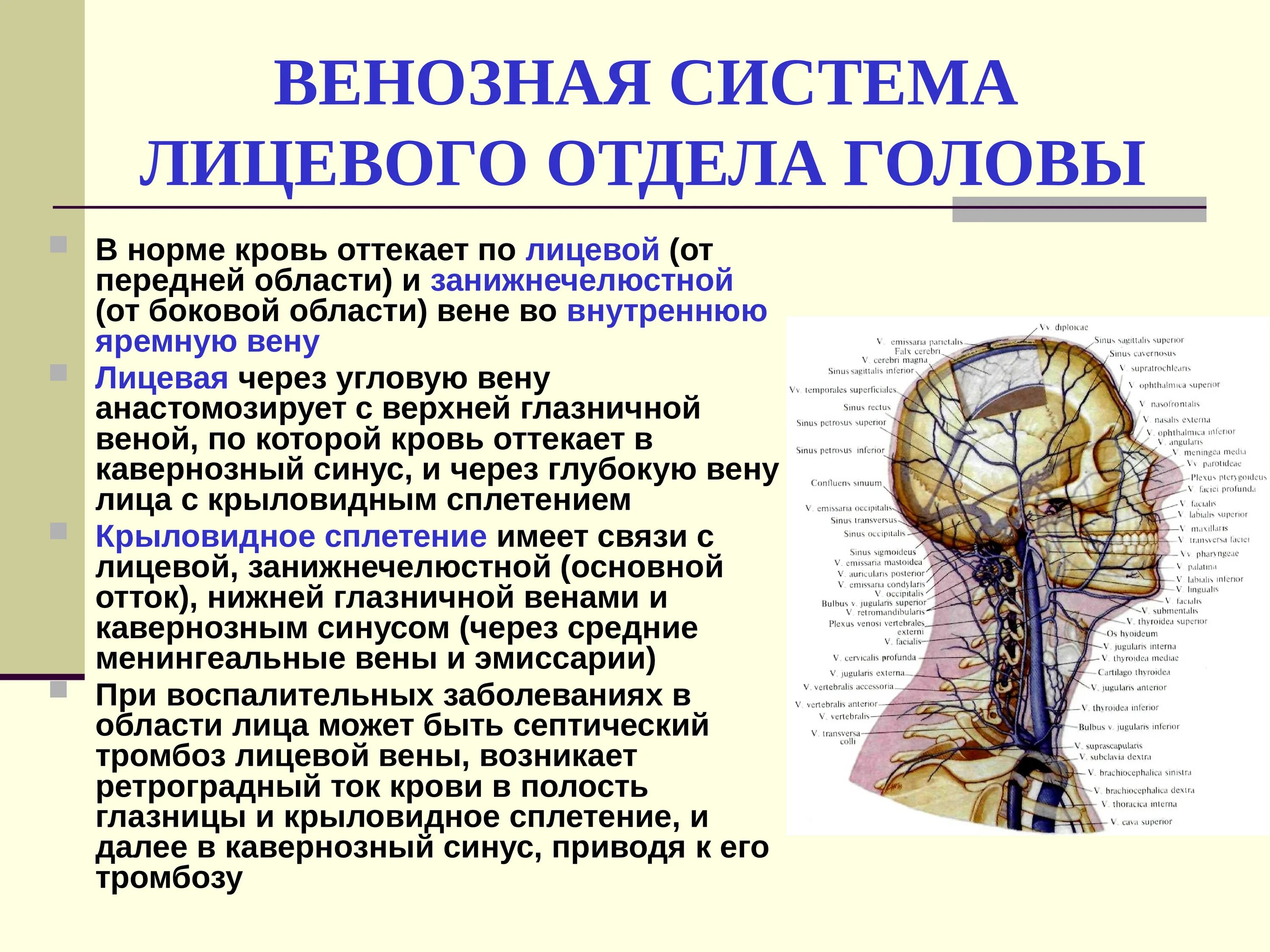 Границы головы и шеи топографическая анатомия. Кровоснабжение головы топографическая анатомия. Лимфатическая система шеи топографическая анатомия. Венозная система лицевого отдела головы.