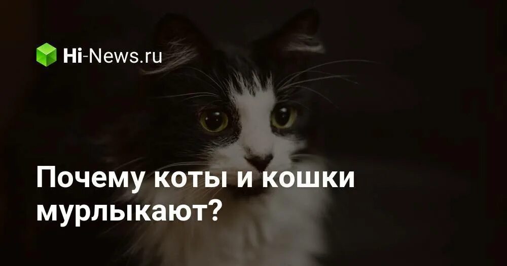 Почему коты молчат. Минусы кота причин. Почему коты смотрят в одну точку долго.