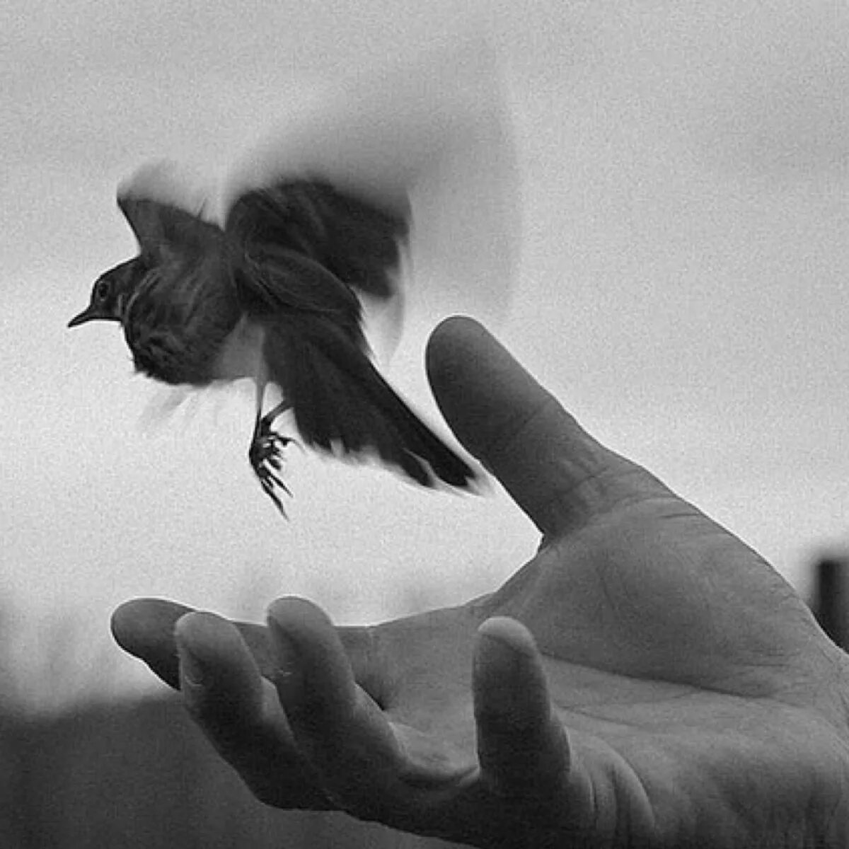 Пусти дальше. Рука отпускающая птицу. Отпускает птицу из рук. Отпустить птицу. Руки отпускают птицу в небо.