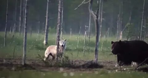 Волк и медведь в природе