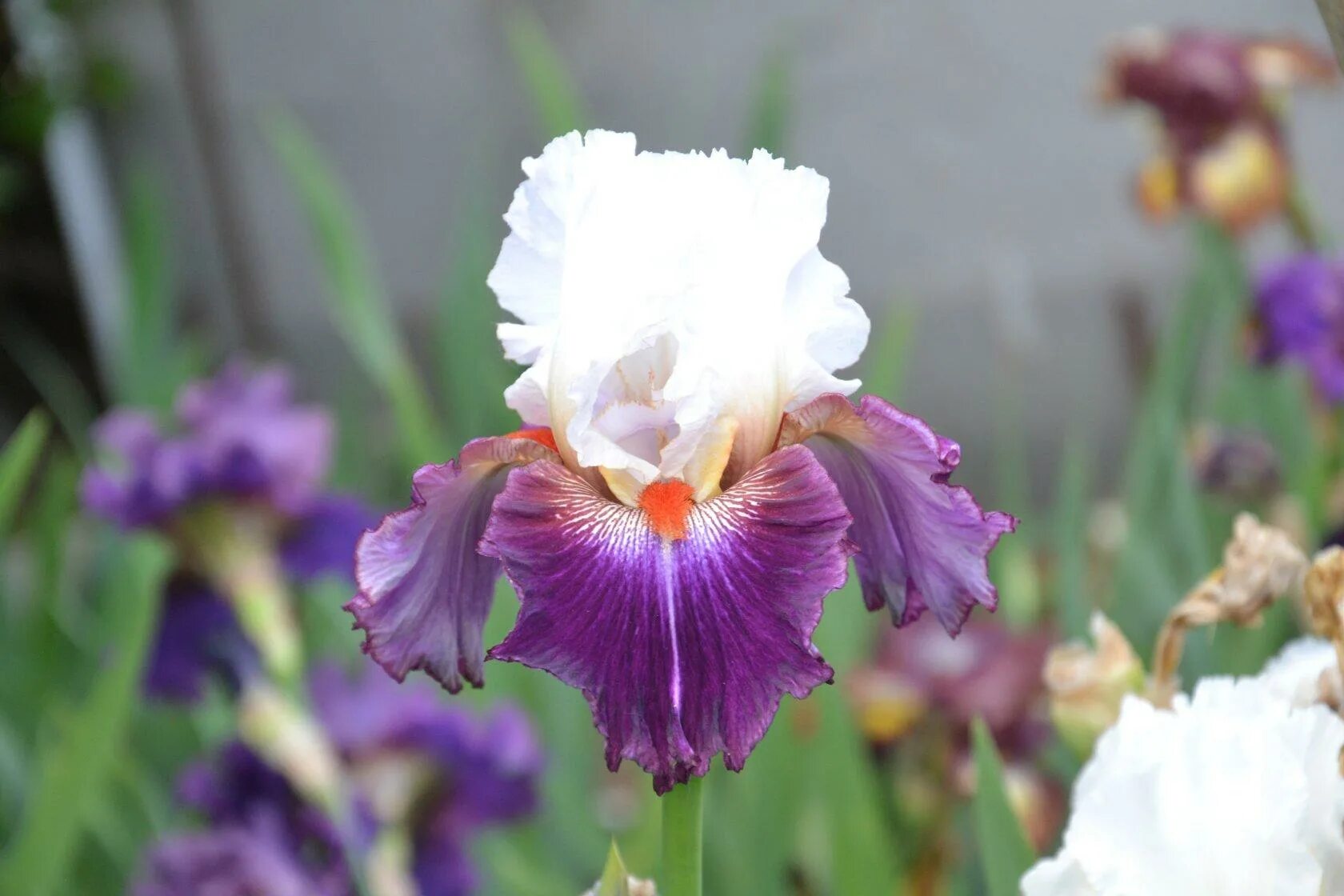 ирис june krause. ирис berry scary. ирис сиреневый. ирис черишед. ирис rare treat.