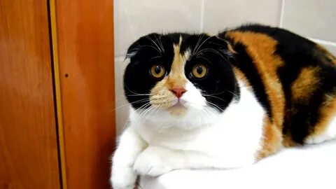 Кот лаки