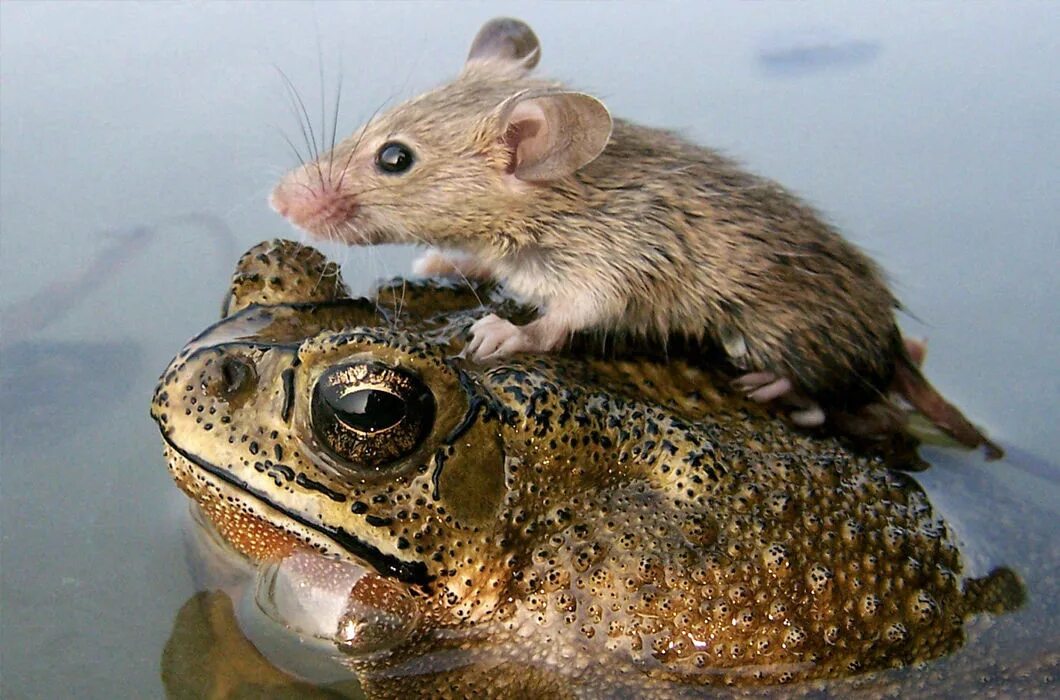 Взаимовыручка среди животных