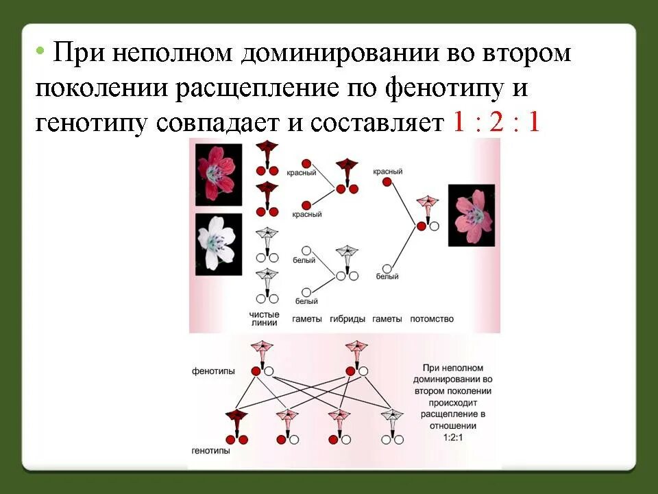 Расщепление по фенотипу при неполном доминировании. Расщепление 2 1 по генотипу по фенотипу 1:1. Расщепление 1:1 в неполном доминировании. Неполном доминировании в f2 расщепление признаков по фенотипу. Расщепление признаков во втором поколении