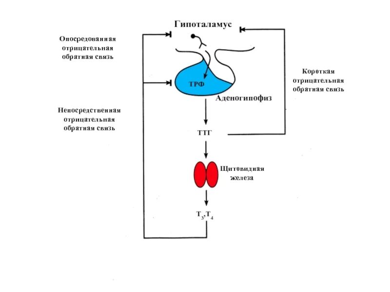 Ттг т3 т4. Схема ТТГ И т4. Гормоны ТТГ т3 т4. ТТГ принцип обратной связи. Т4 гормон схема.