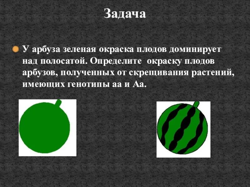 Сколько типов гамет образует растение зеленоплодного сорта