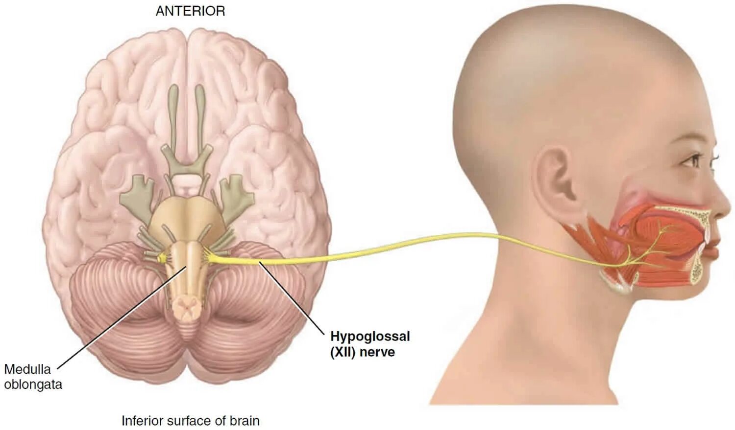 Слуховой нерв в мозге. Слуховой нерв анатомия расположение. Hypoglossal nerve. Ход слухового нерва анатомия. Слуховой нерв к родничку.
