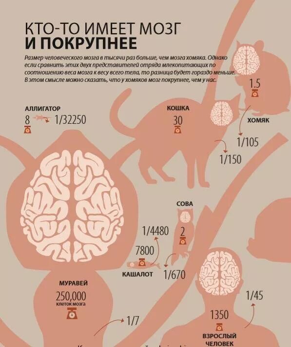 Относительные размеры мозга. Какого размера мозг у хомяка.