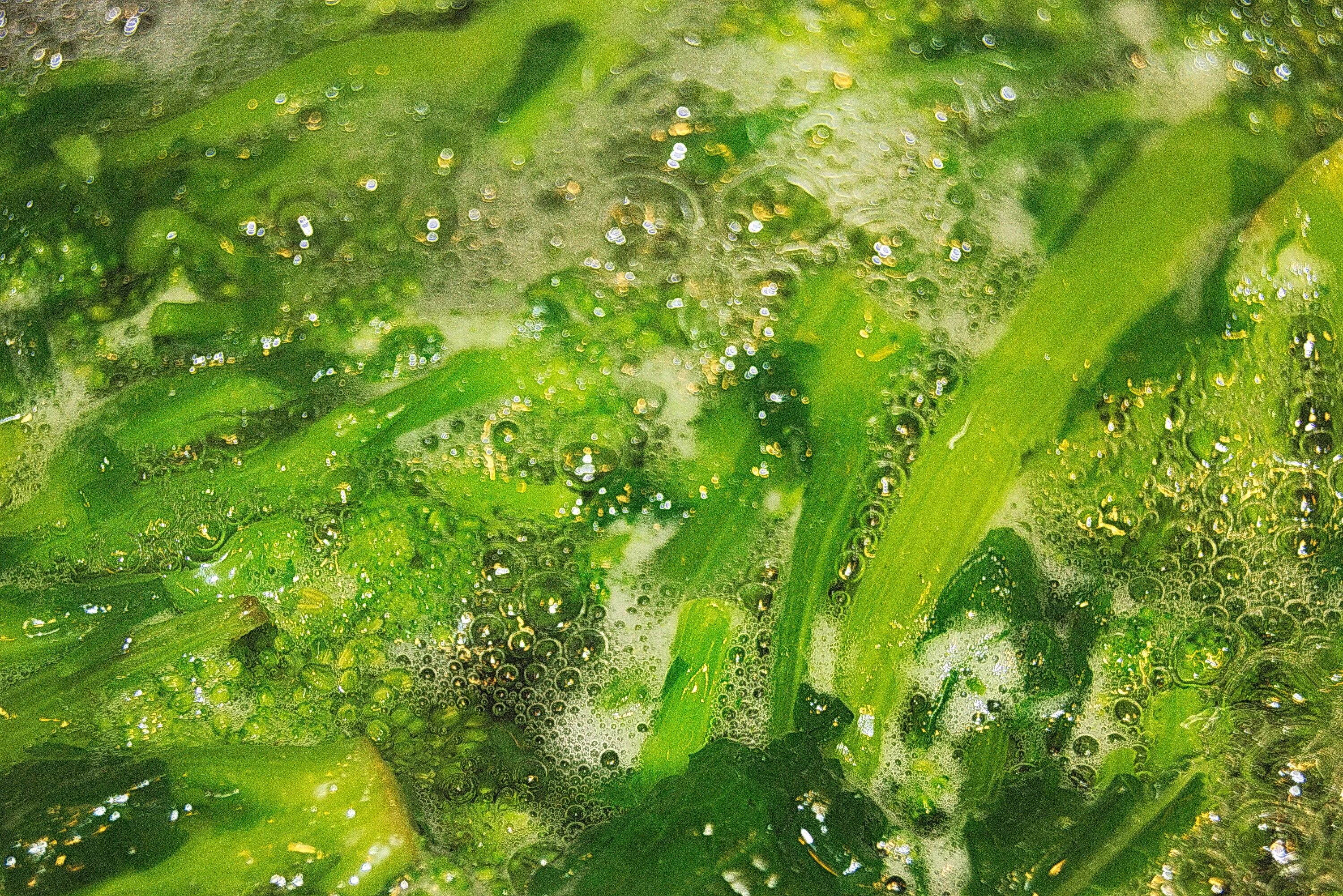 Хлорофиты водоросли. Зелёные водоросли. Зеленая вода. Желто зеленые водоросли. Зеленые воды с запахом