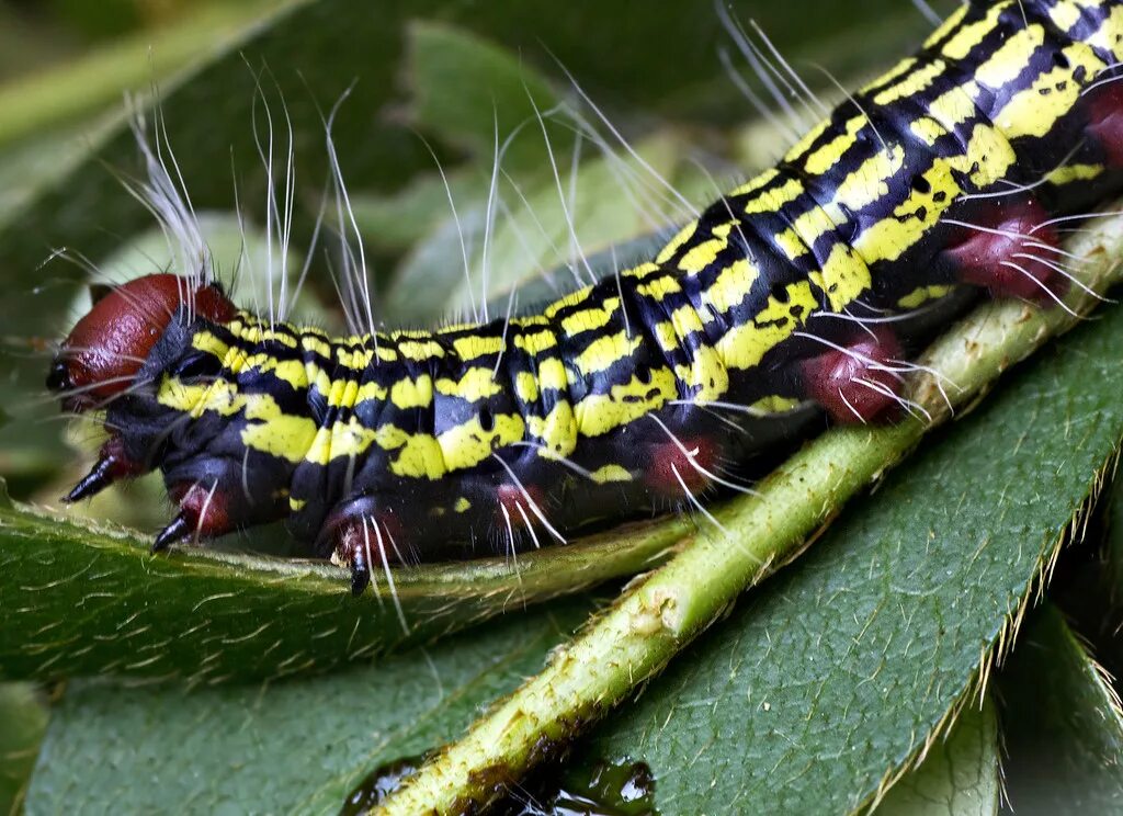 Черно желтая гусеница. Гусеница black and red caterpillar. гусеница черно желтая полосатая с шипами. черно розовая гусеница.
