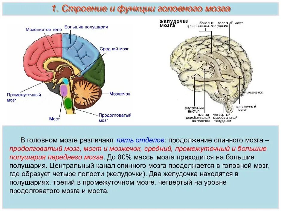 В головном мозге выделяют