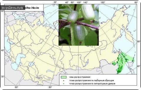 Карта где растет