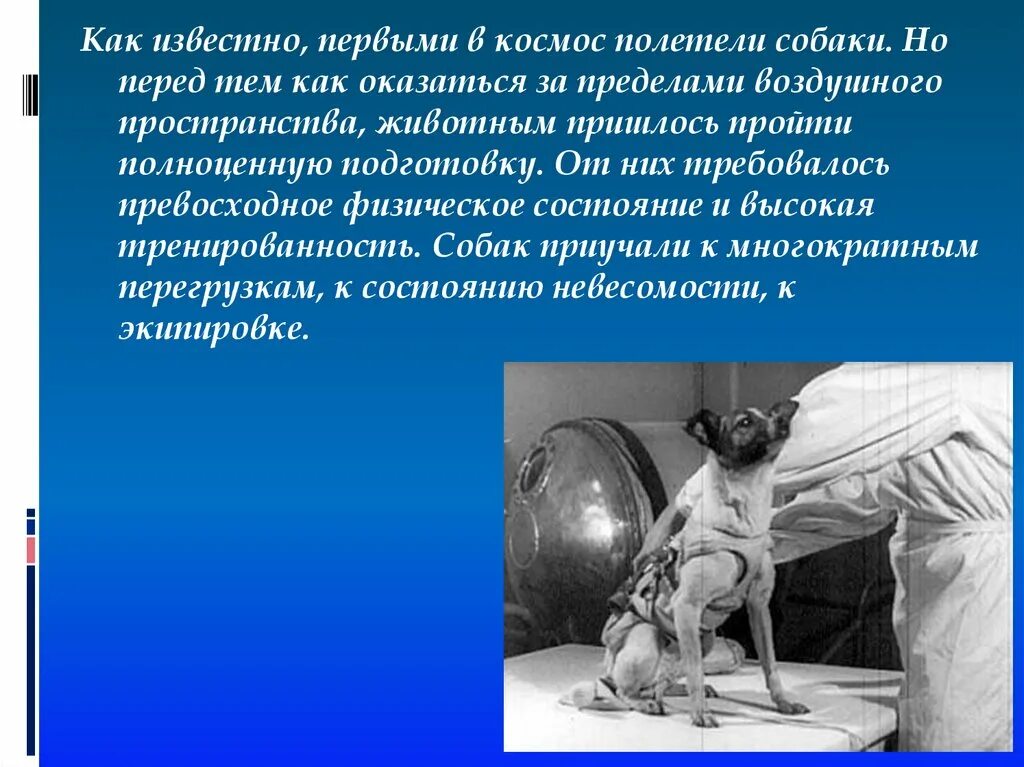 Самые первые собаки в космосе. Первые полеты в космос животных. Первые животные полетевшие в космос. Первые собаки в космосе. Собаки в космосе презентация.