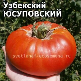 Характеристика томата сорт юсуповский
