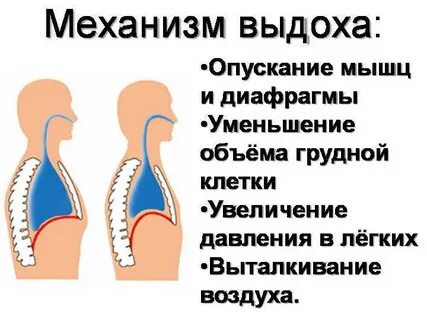 Правильная последовательность выдоха