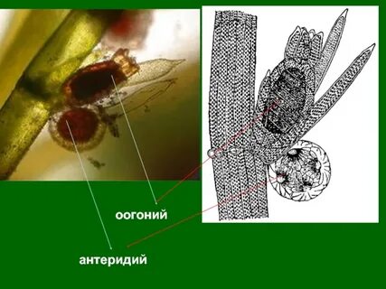 Антеридии