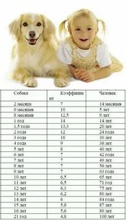 3 5 месяца собаке