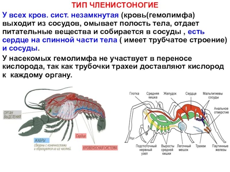 Каковы особенности внутреннего строения членистоногих. Строение сердца членистоногих. функция кровеносной системы у членистоногих. схема строения кровеносной системы членистоногих. кровеносная система членистоногих 7 класс.