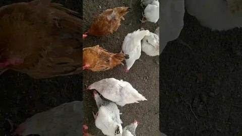 Зоб у червей