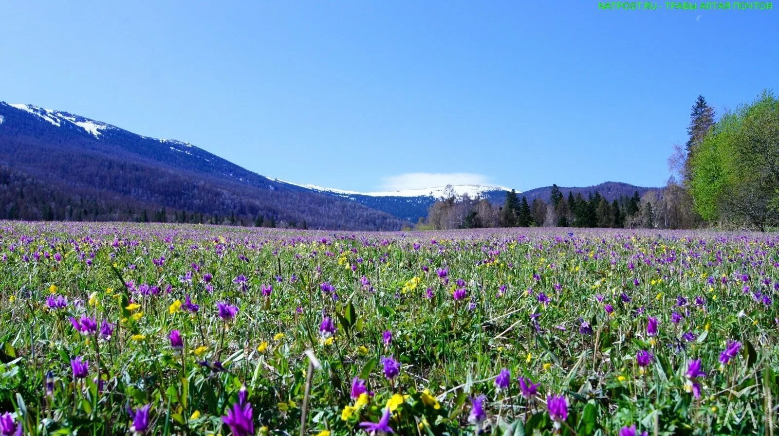 Красно алтайск. Горный Алтай Альпийские Луга. Горный Алтай разнотравье Долина. Субальпийские Луга Алтая. Растения альпийских лугов горного Алтая.