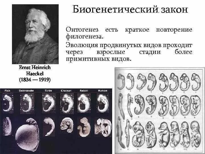 Онтогенез автор. Онтогенез повторение филогенеза. Онтогенез краткое повторение филогенеза. Биогенетический закон Геккеля. Биогенетический закон онтогенеза.