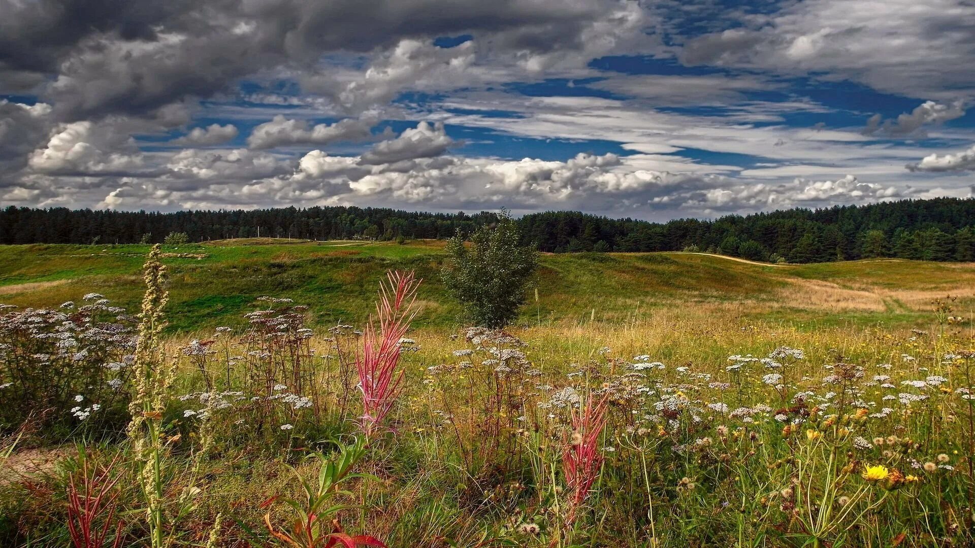 Пойменный луг вологодской области. Трава заливного луга. Луга свердловской области. Трава злаково-разнотравного луга. Полевые растения в сибири кровохлебка.