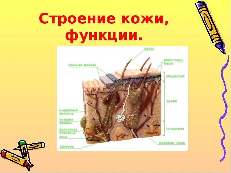 Какие функции выполняет кожа человека. Строение и функции кожи. кожа строение и функции кожи. кожа и ее производные. строение кожи презентация.