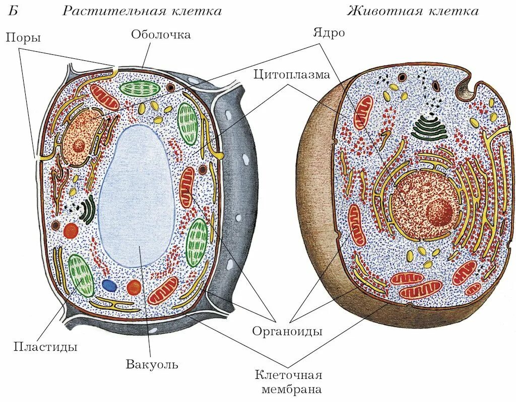 Структура растительной клетки рисунок. Схема строения клетки животного и растения. Строение растительной и животной клеток 5 класс биология рисунок. Строение растительной и животной клетки. Включения растительная клетка растительный организм