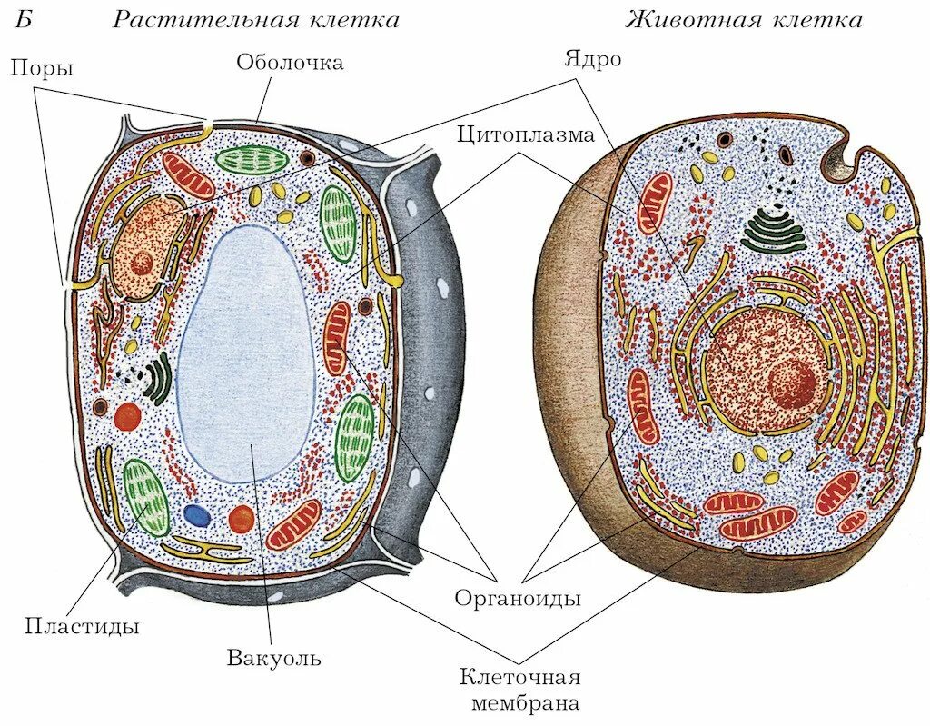 Использование живых клеток. Структура растительной клетки рисунок. Схема строения клетки животного и растения. Строение растительной и животной клеток 5 класс биология рисунок. Строение растительной и животной клетки.