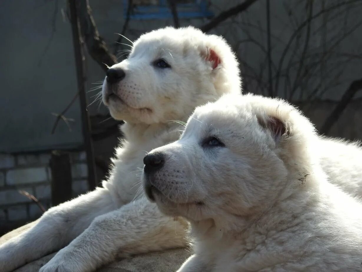 Сао среднеазиатская овчарка. Алабай. Про алабай. Про алабай. Алабай гладкошерстный.