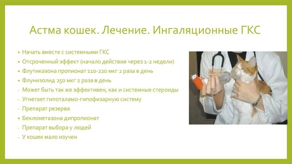 Астма у кошек симптомы