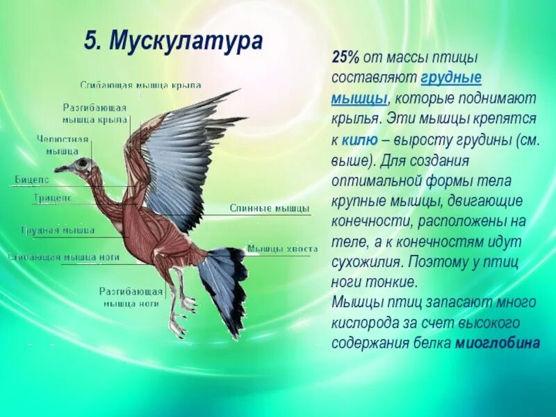 Каковы особенности мускулатуры птиц. Мускулатура птиц. Класс птицы мускулатура. Мышечная система птиц. Строение мускулатуры птиц.