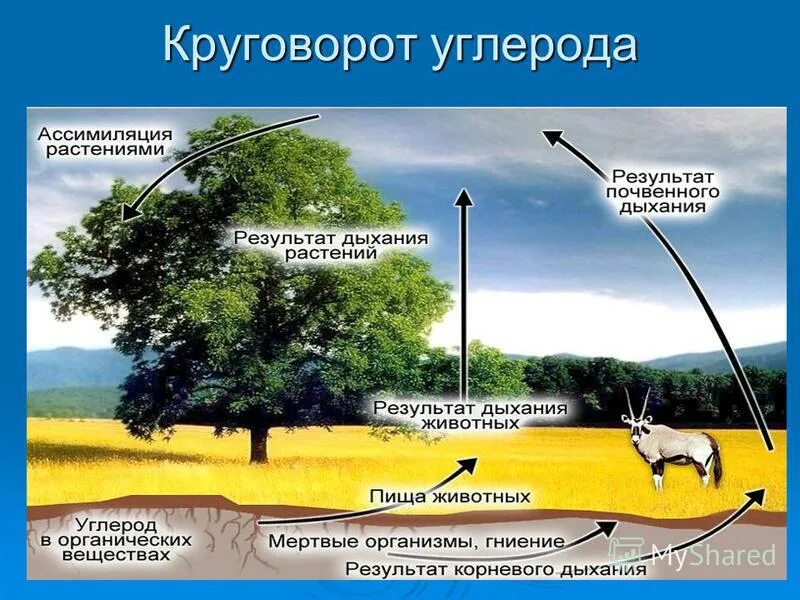 Круговорот углерода химия. Круговорот углерода в биосфере. Круговорот углерода в природе. Круговорот углерода в природе схема. Круговорот веществ в природе углерод схема.