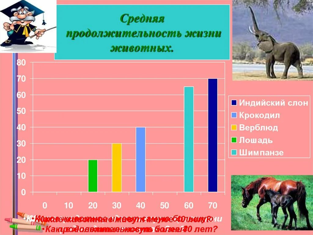 Продолжительность жизни зверей. Продолжительность жизни животных животных. Продолжительность жизни жив. Средняя Продолжительность жизни животных. Среднияпродолжительностьж ЗНИ животных.