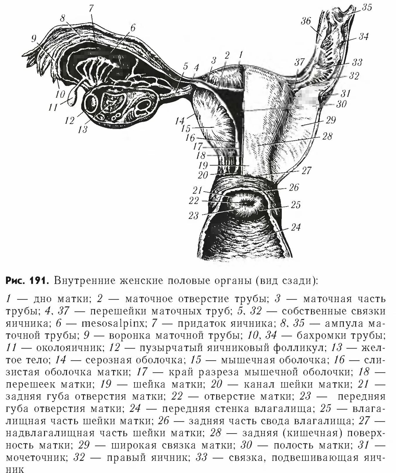 Женский половой орган схема. Женские внутренние органы. Внутренние половые органы женщины схема. Строение женских половых. Женская половая система внутри