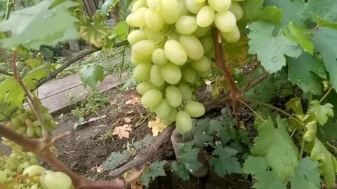 Сверхранний виноград описание сорта фото