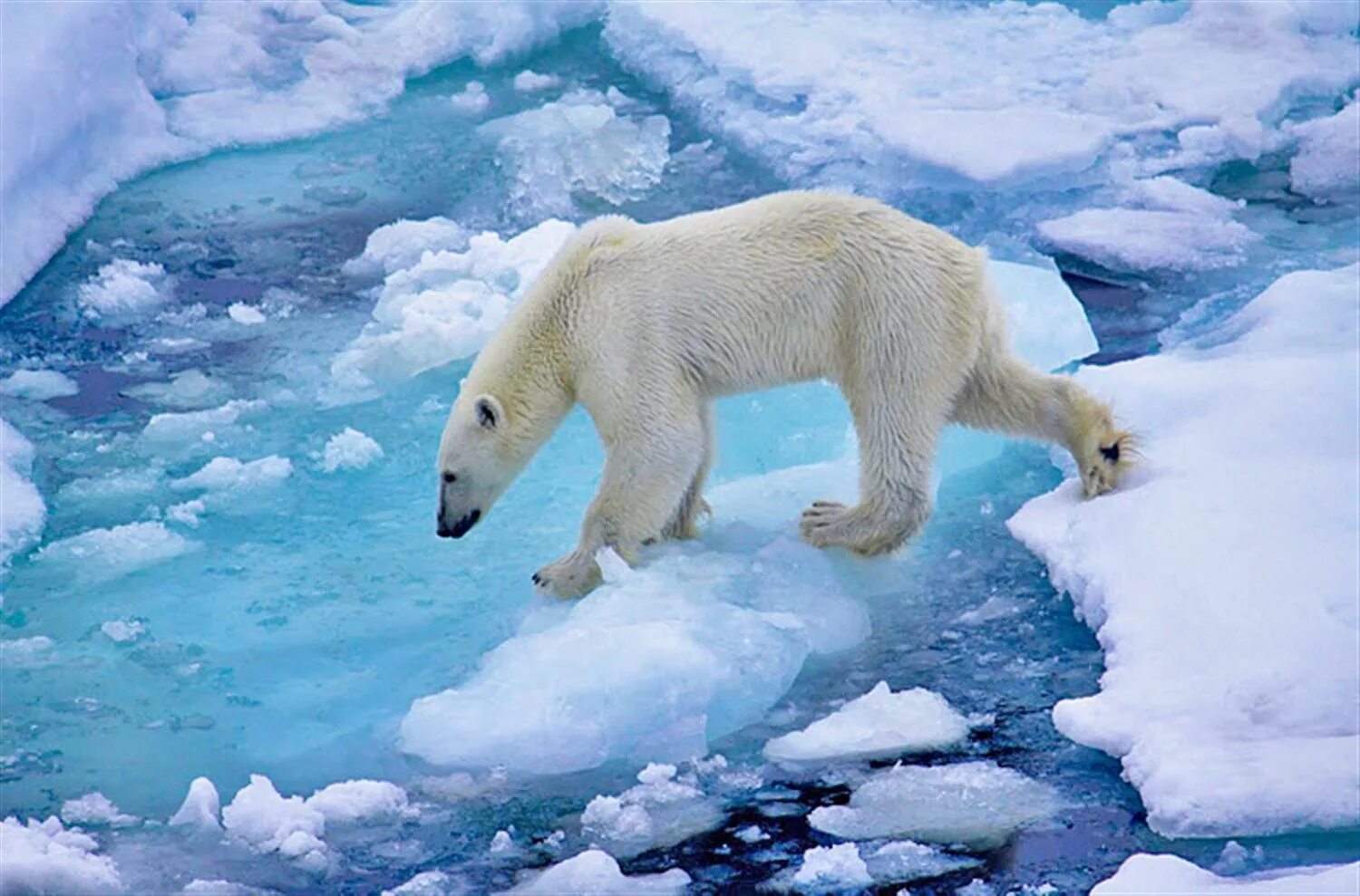 На льдах какого залива обитают белые. Белые медведи в Арктике. Национальный парк русская Арктика. Северный Ледовитый океан белый медведь. Белый мишка в Арктике.