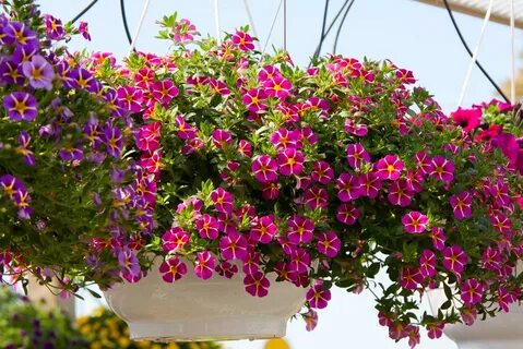Калибрахоа ампельная посадка и уход